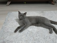 British shorthair 1 yaşında kedimiz