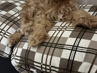 Ev ortamında güzel maltipoo yavru