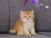 Orijinal Safkan British Shorthair Dişi