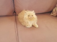 EGZOTİK SARI ŞEKER İRAN KEDİSİ