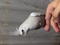 Cinnemon Pearl Dişi Sultan Papağanı