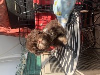 Chocalatte maltipoo
