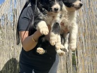 Dişi border collie yavrularım