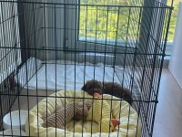 Toy Poodle Erkek 2 Aylık