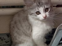 Acil yavru kedilerimize yuva aranıyor