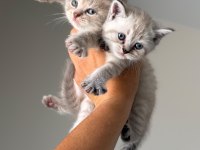 British shorthair yavruları