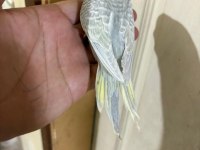 29 GÜNLÜK KONUŞTURMALIK BEBEK MUHABBET KUŞU