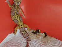 6 aylık mack snow leopard gecko