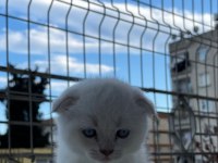 BRİTİSH SHORTHAİR MİNİKLER