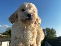 Maltipoo bebekler