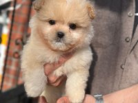 Kilo garantili Maltipoo Yavrumuz