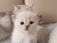 SEÇERELİ BABANIN SAFKAN YAVRULARI