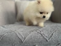 Pomeranian Erkek Teacup