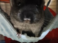 Black velvet mutasyon dişi chinchilla