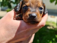 Sevimli sosis dachshund bebekler