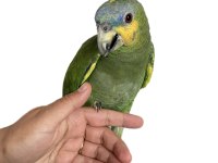 Yarı Evcil Amazonika Papağanı