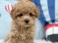 IRK GARANTİLİ MALTİPOO YAVRULARI