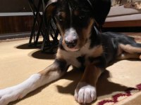 YAKLAŞIK 2 AYLIK DİŞİ KÖPEĞİMİZE KALICI YUVA ARIYORUZ