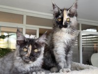 XL Mainecoon Yavruları