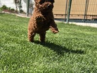 Ultra A kaliteli toy poodle yavrular