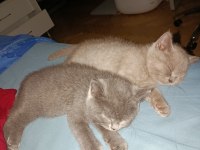 British Shorthair Yavrularıma Kalıcı Yuva Arıyorum