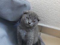 Scottish fold 50 günlük yavrular