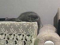 Gri Scottish Fold 4 Aylık