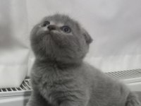 Scottish fold yavrumuz yuva arıyor
