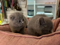 British shorthair longhair yavrularımız