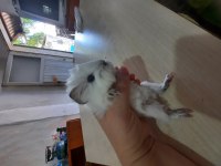 Peruvan ginepig yavrularımız