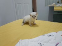 2 aylık yavru british shorthair siyam kırması
