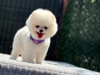Sağlık Ve Irk Garantili Pomeranian Köpeği