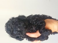Poodle (black poodle)