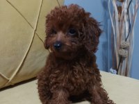 Irk garantili Red braun Korea kan toy poodle