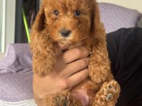 Orijinal poodle yavrular