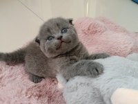 Gri scottish fold