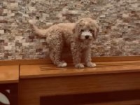Maltipoo kızçe