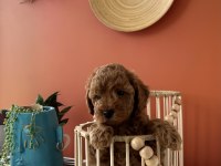 Cookie ve Tarçının poodle bebekleri
