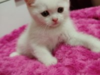 Uysal pablo british shorthair