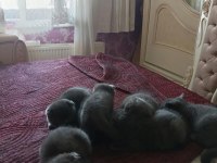 Yavru Kedilerimiz Yeni Yuvalarını Gitmeye Hazırlar