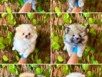 Yalova da Pomeranian Boo Bebekler