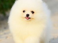 Orjinal Mis Turkey Pomeranian