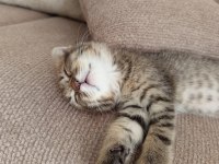 Oyuncul scottish fold kedisi