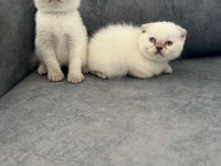 Ayı Suratlı Scottish fold yavrularim