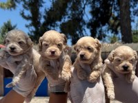 Sevimli maltipoo yavrularımız