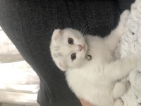 Yavru saf kan scottish fold bebekler acil yuva arıyor