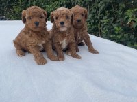 A kalite toy poddle yavrularımız