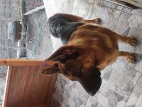 7 Adet 25 günlük Safkan Alman Çoban Köpeği