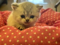 Ankara rezerve açık british shorthair yavrularımız