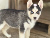 Yakışıklı ve güzel husky köpekler